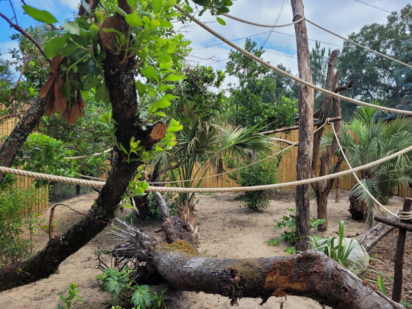 Peruvian squirrel monkey exhibit -Zoo de Labenne (2024)