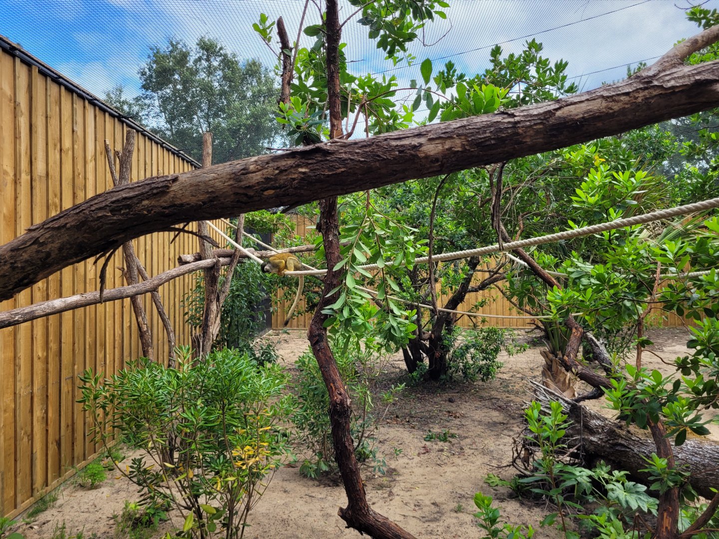 Peruvian squirrel monkey exhibit -Zoo de Labenne (2024)