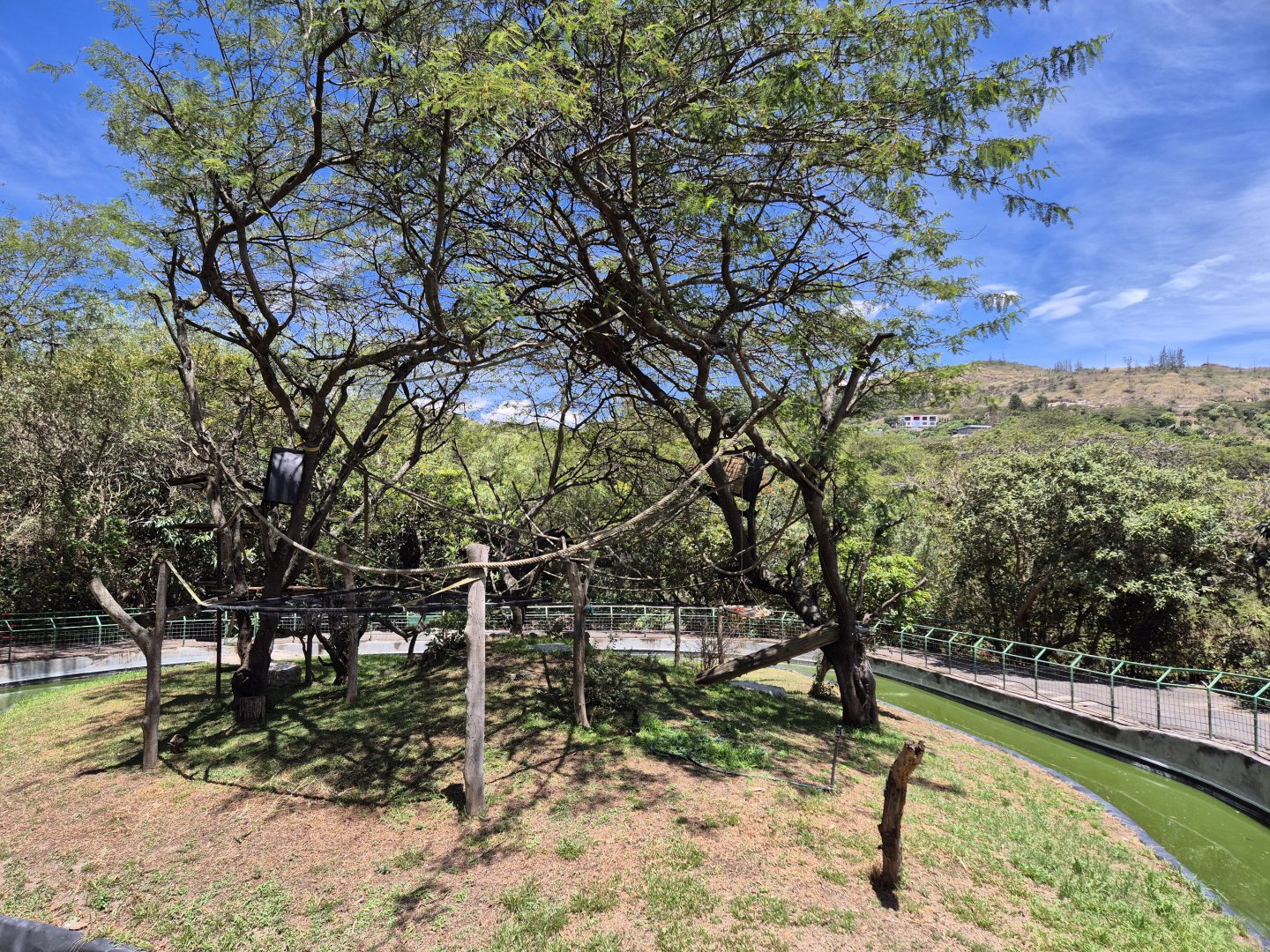 Peruvian Squirrel Monkey exhibit
