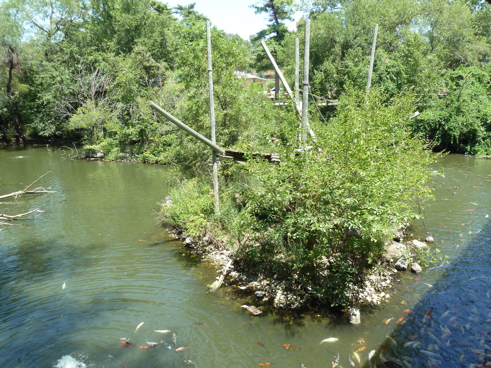 Peruvian Squirrel Monkey Island