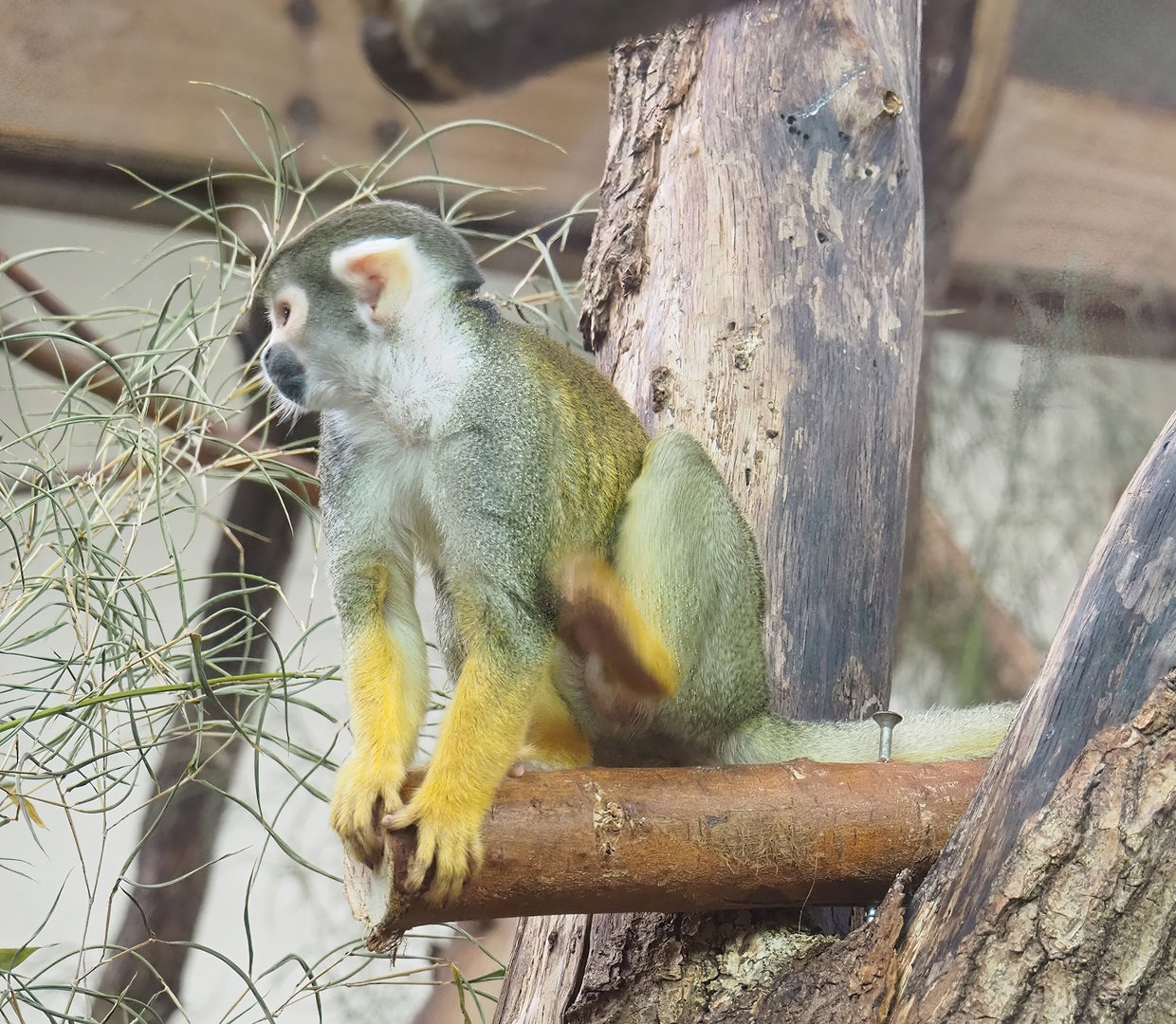 Peruvian squirrel monkey (Saimiri boliviensis peruviensis), 2023-10-07