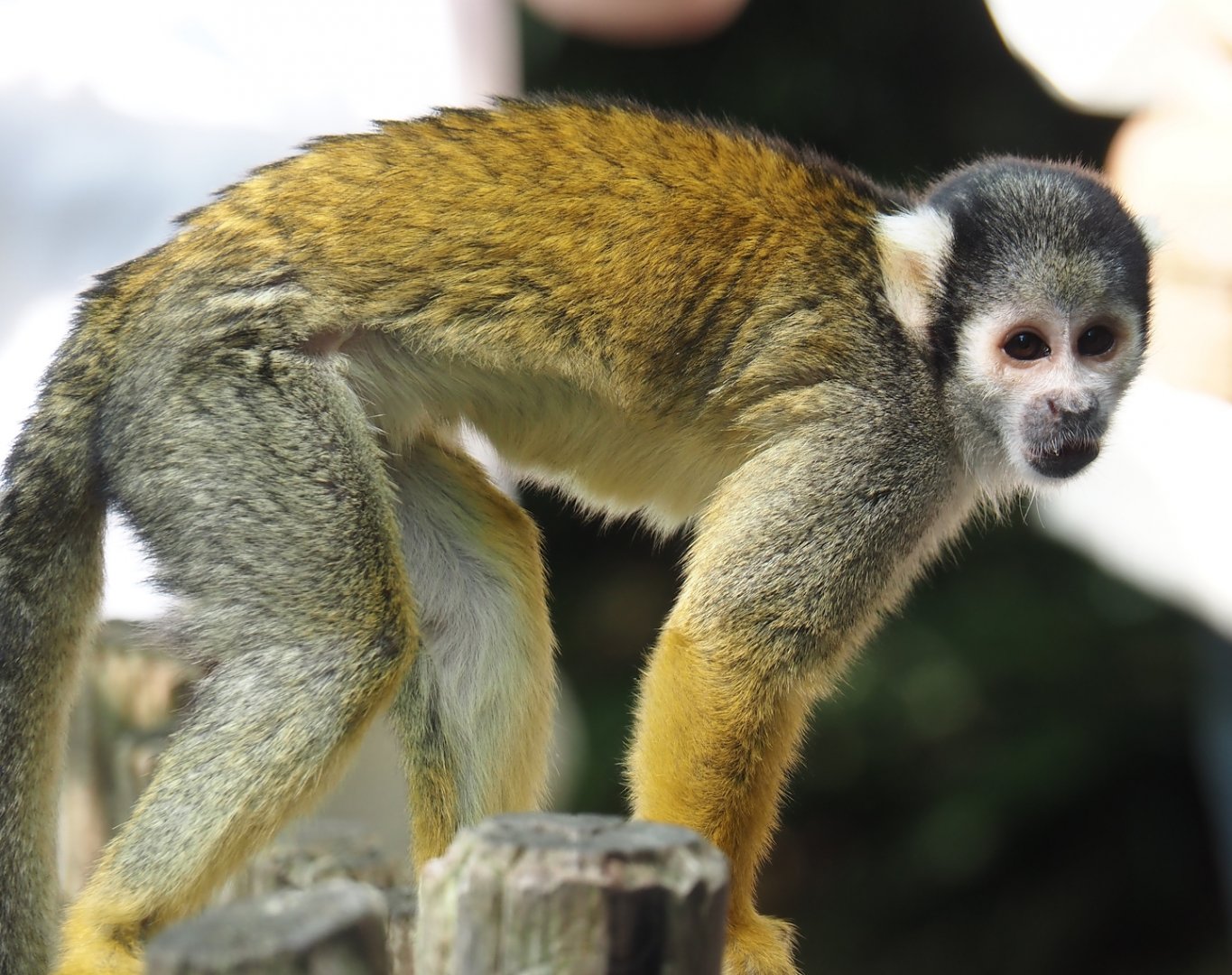 Peruvian squirrel monkey (Saimiri boliviensis peruviensis), 2024-06-23