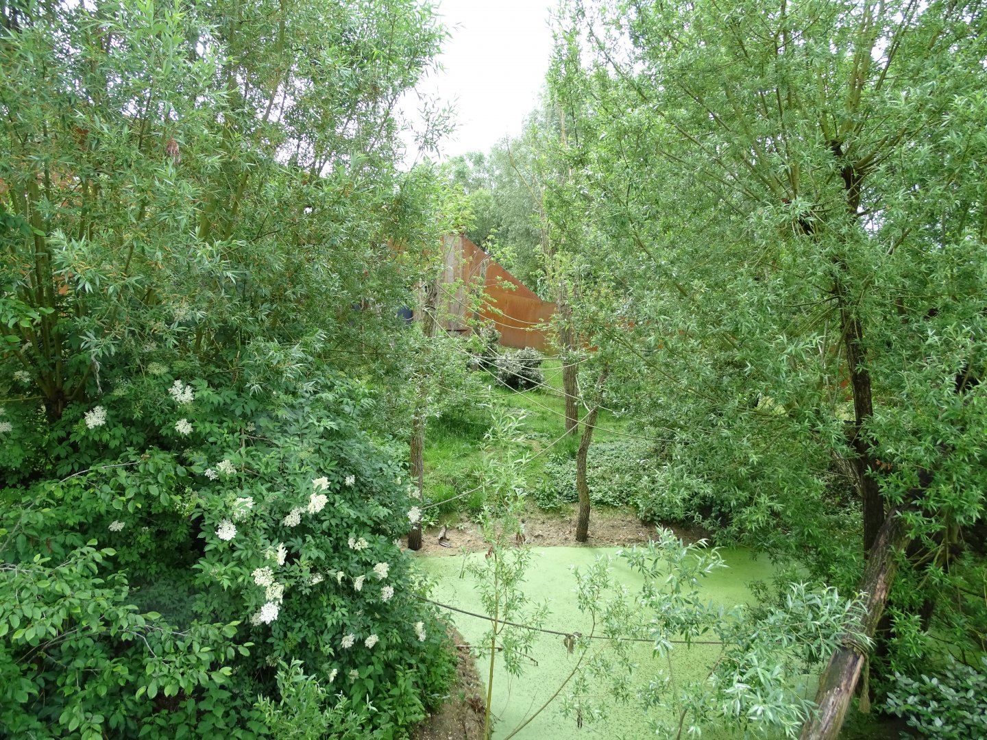 Peruvian squirrel monkey (Saimiri boliviensis peruviensis) exhibit
