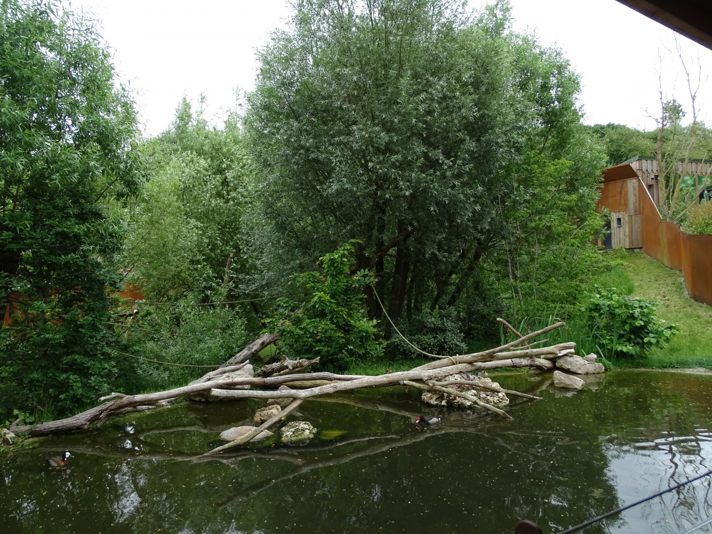 Peruvian squirrel monkey (Saimiri boliviensis peruviensis) exhibit