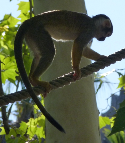 Peruvian squirrel monkey (Saimiri boliviensis peruviensis)