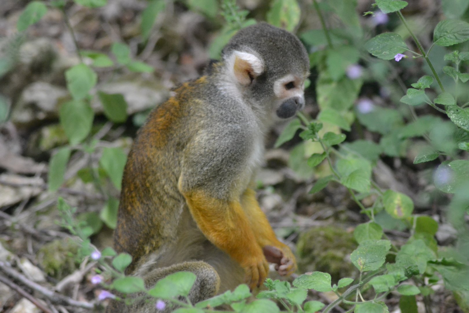 Peruvian squirrel Monkey - Saimiri boliviensis peruviensis