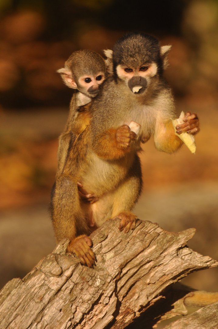 Peruvian squirrel monkey (Saimiri boliviensis peruviensis)