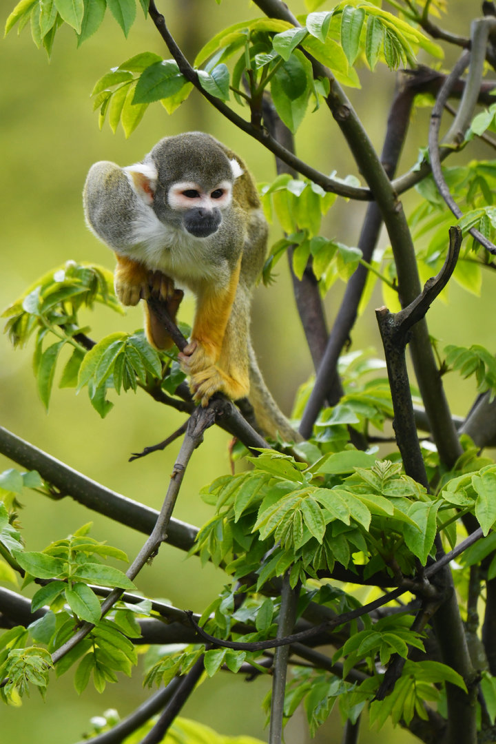 Peruvian squirrel monkey Saimiri boliviensis peruviensis