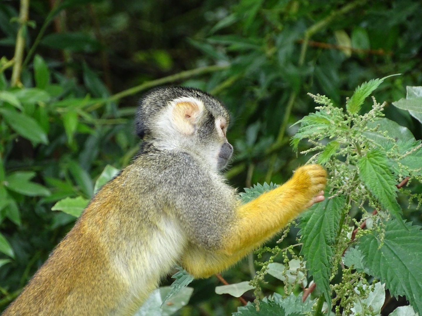 Peruvian squirrel monkey (Saimiri boliviensis peruviensis)
