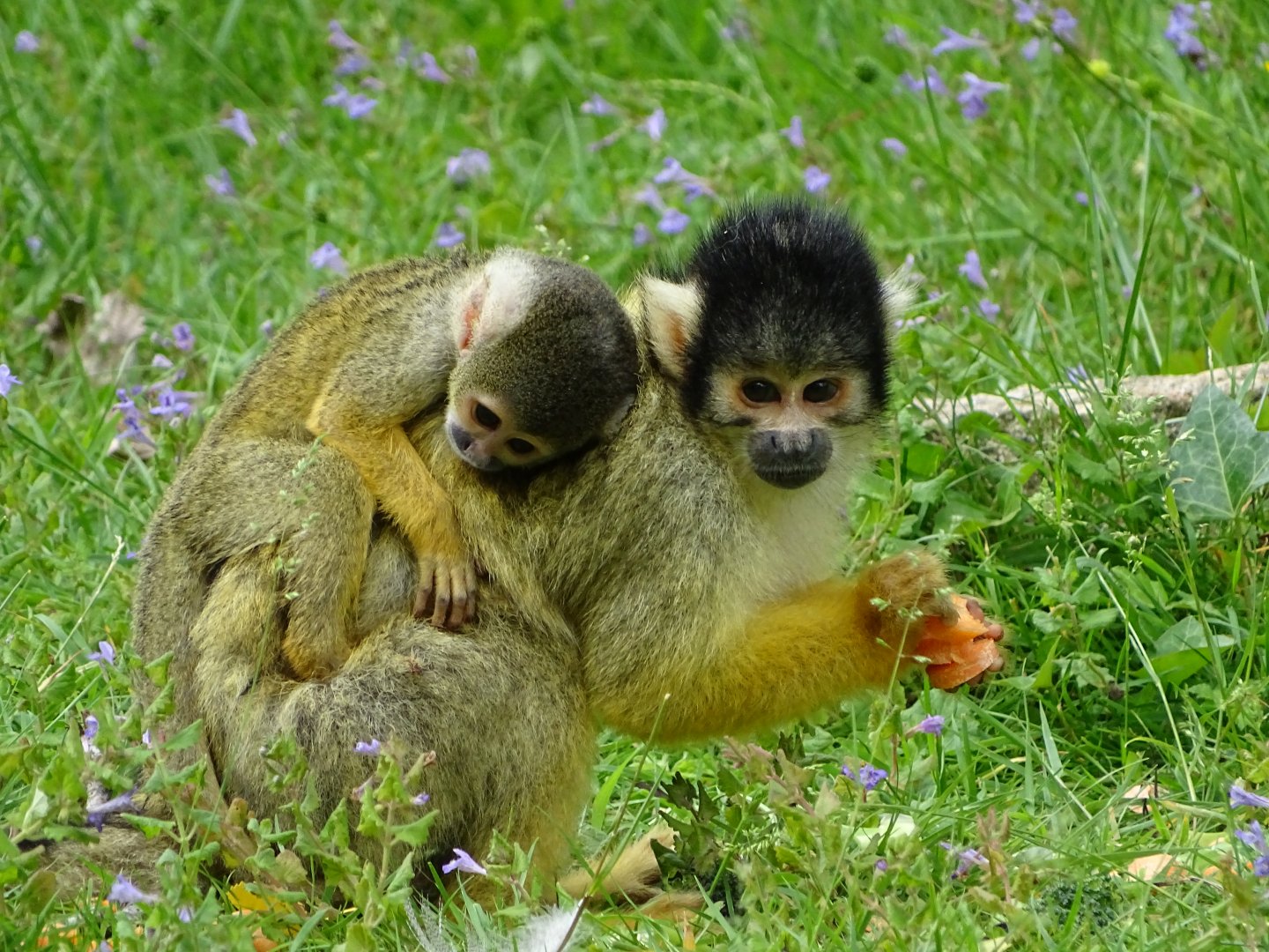 Peruvian squirrel monkey (Saimiri boliviensis peruviensis)