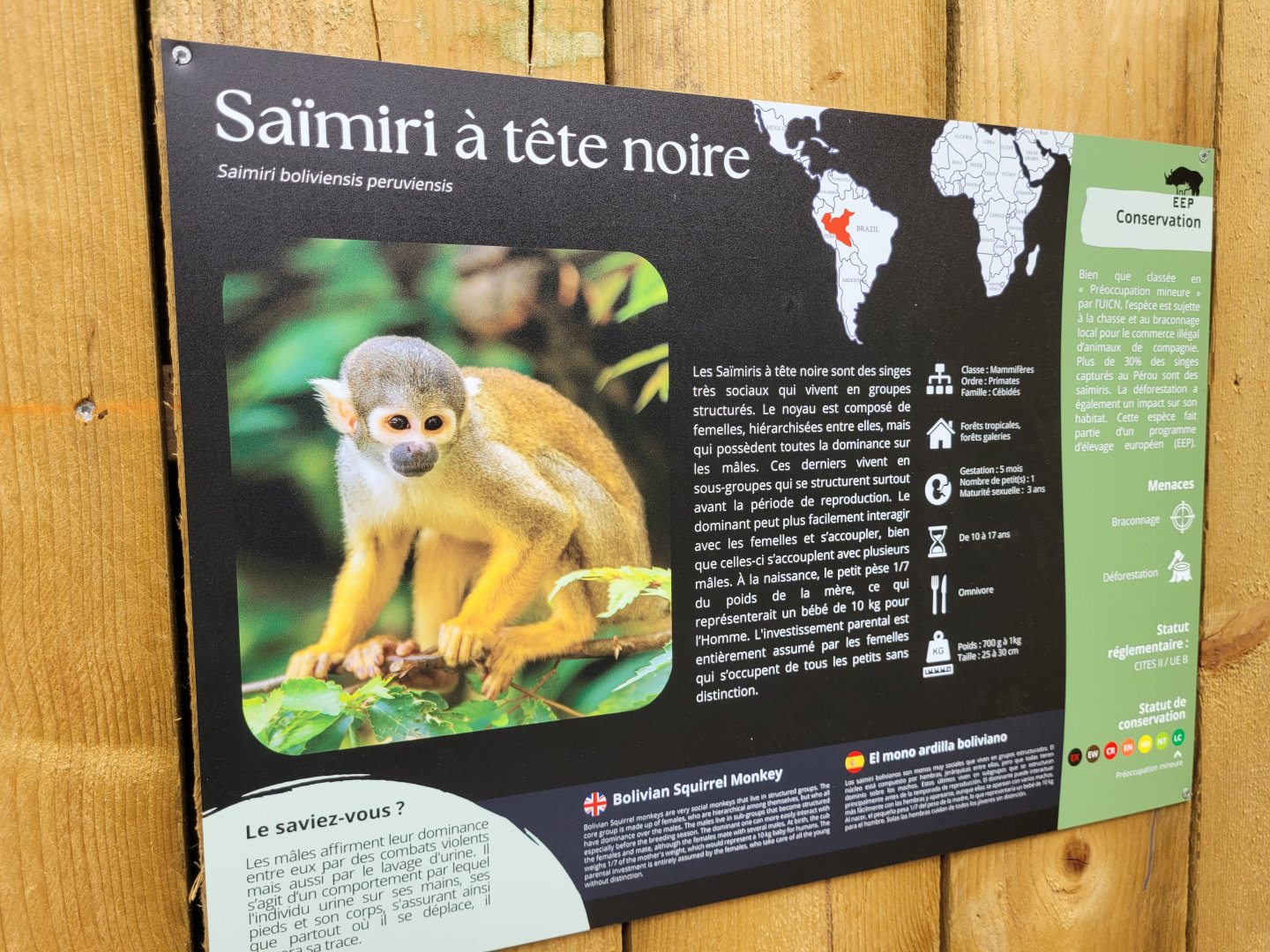 Peruvian squirrel monkey sign -Zoo de Labenne (2024)