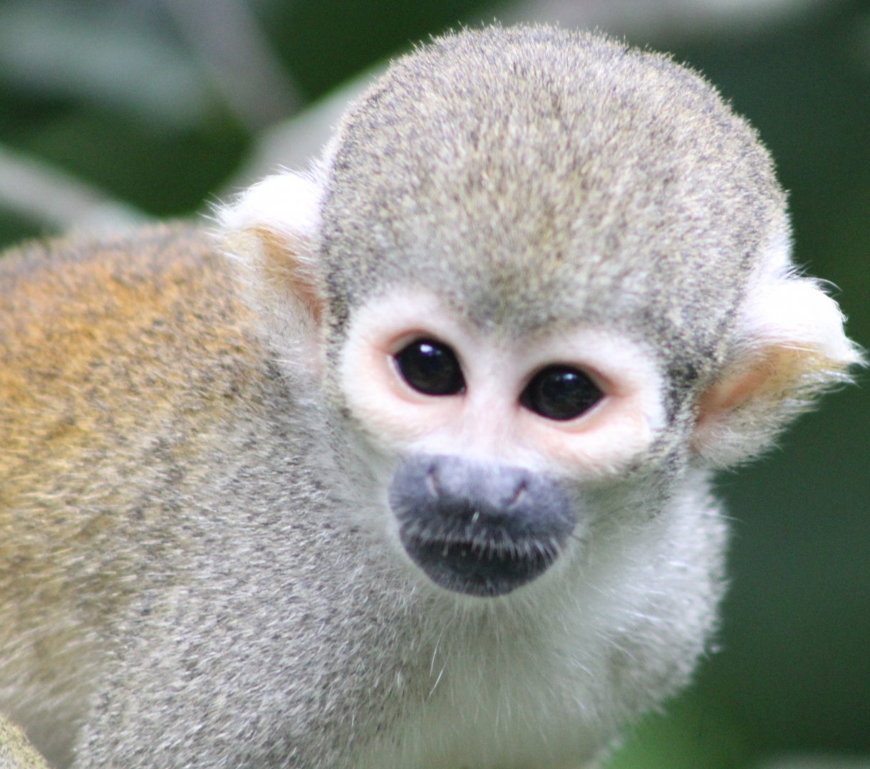 Peruvian Squirrel Monkey