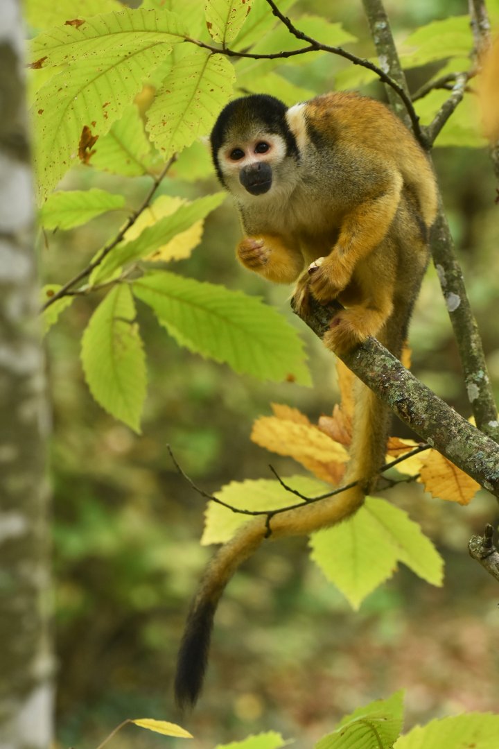 Peruvian squirrel monkey