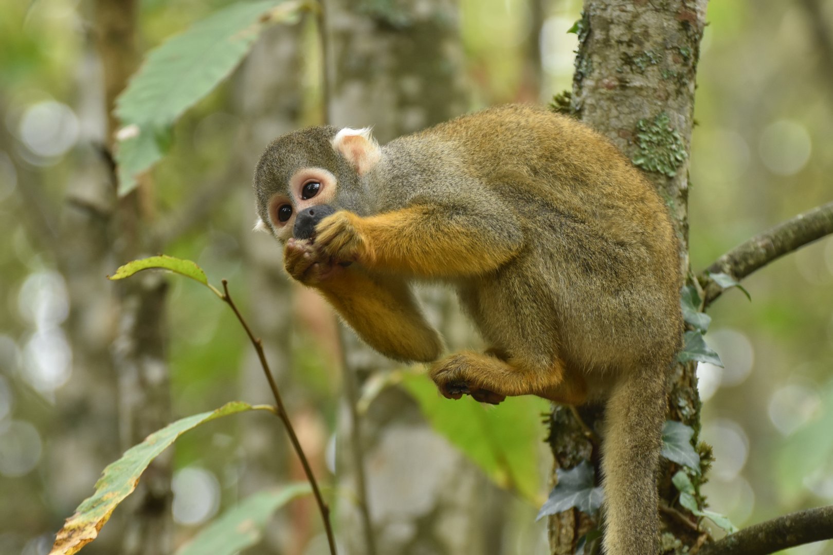 Peruvian squirrel monkey