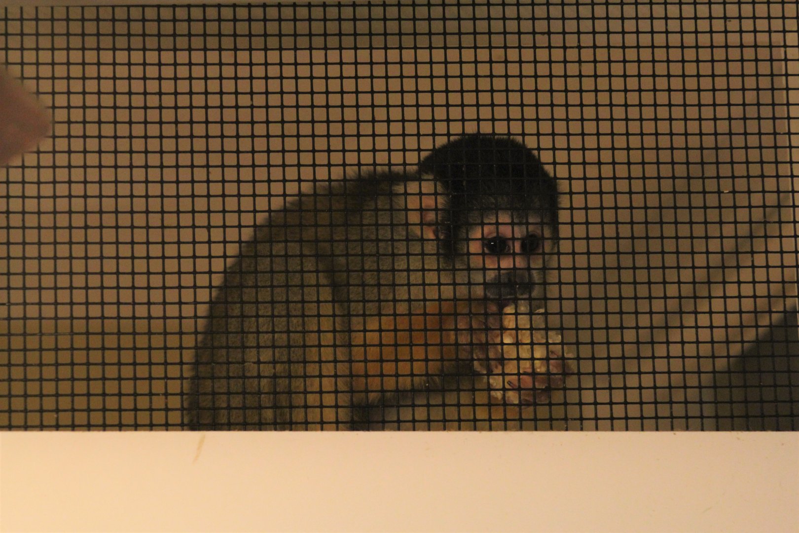 Peruvian Squirrel Monkey