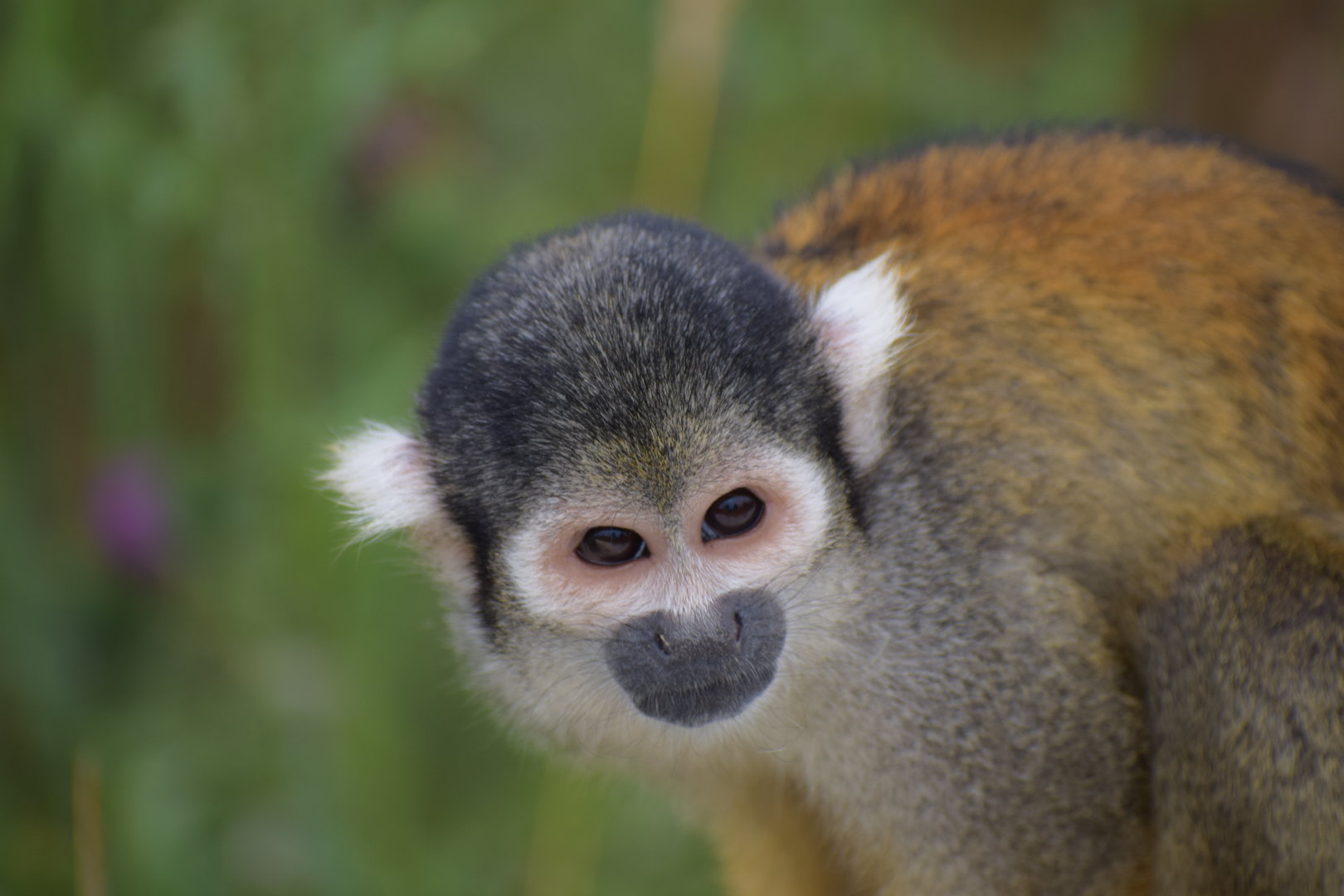 Peruvian squirrel monkey