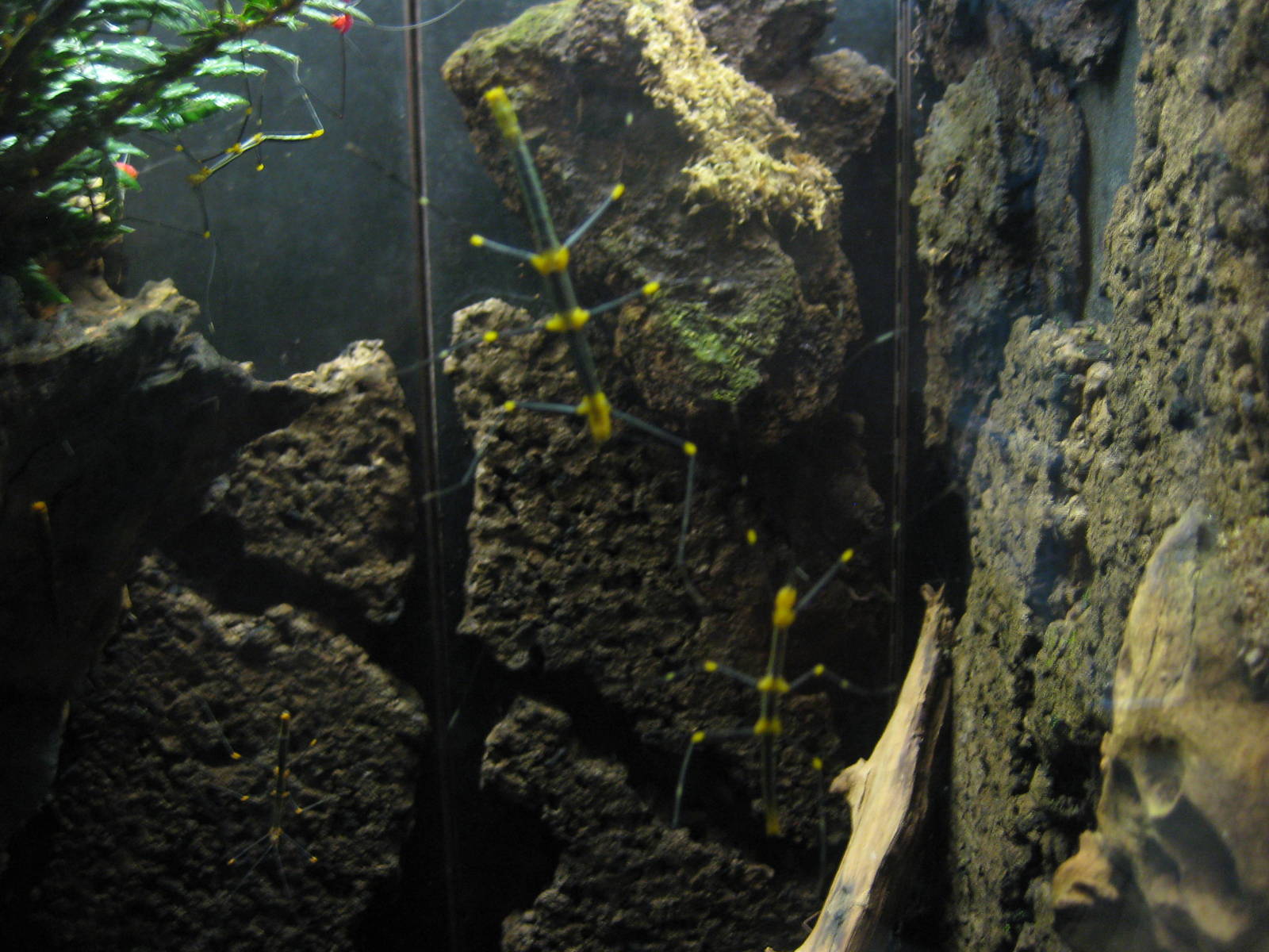 Peruvian stick insects