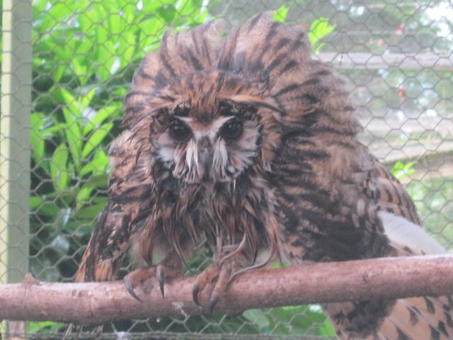 Peruvian Striped Owl  2017