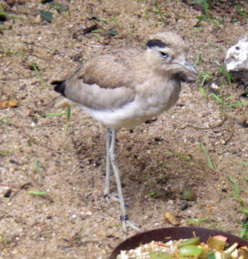 Peruvian Thick-knee (Burhinus superciliaris)