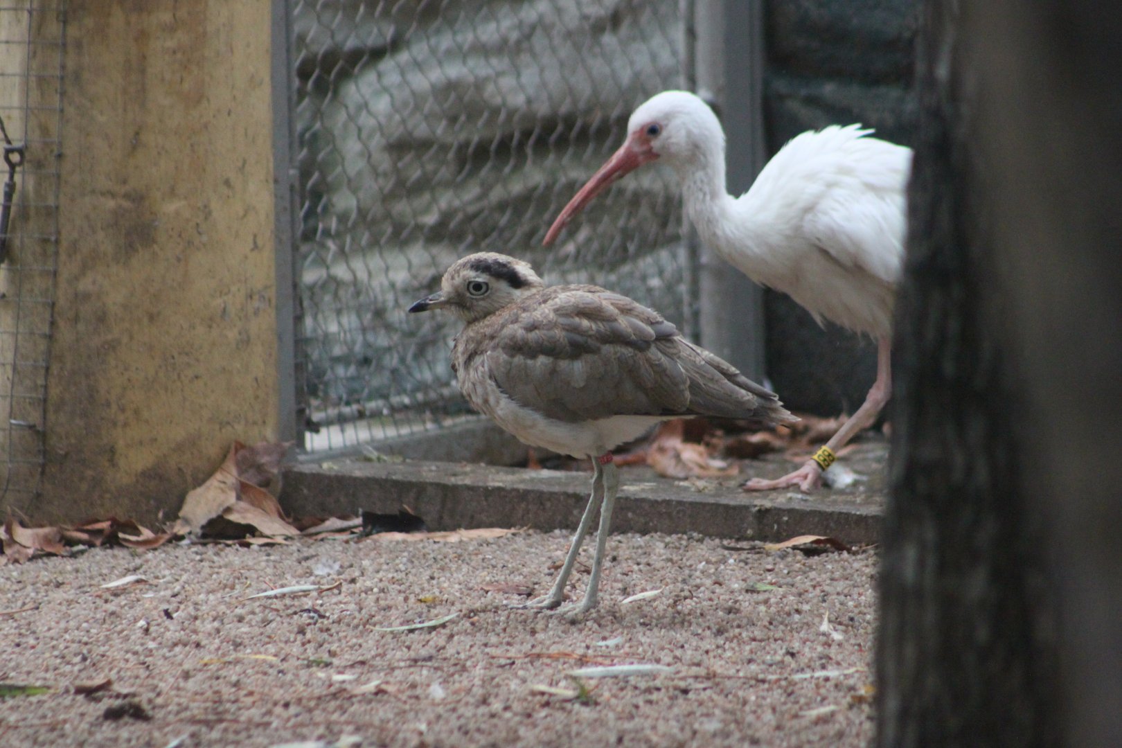 Peruvian thick-knee (Burhinus superciliaris)