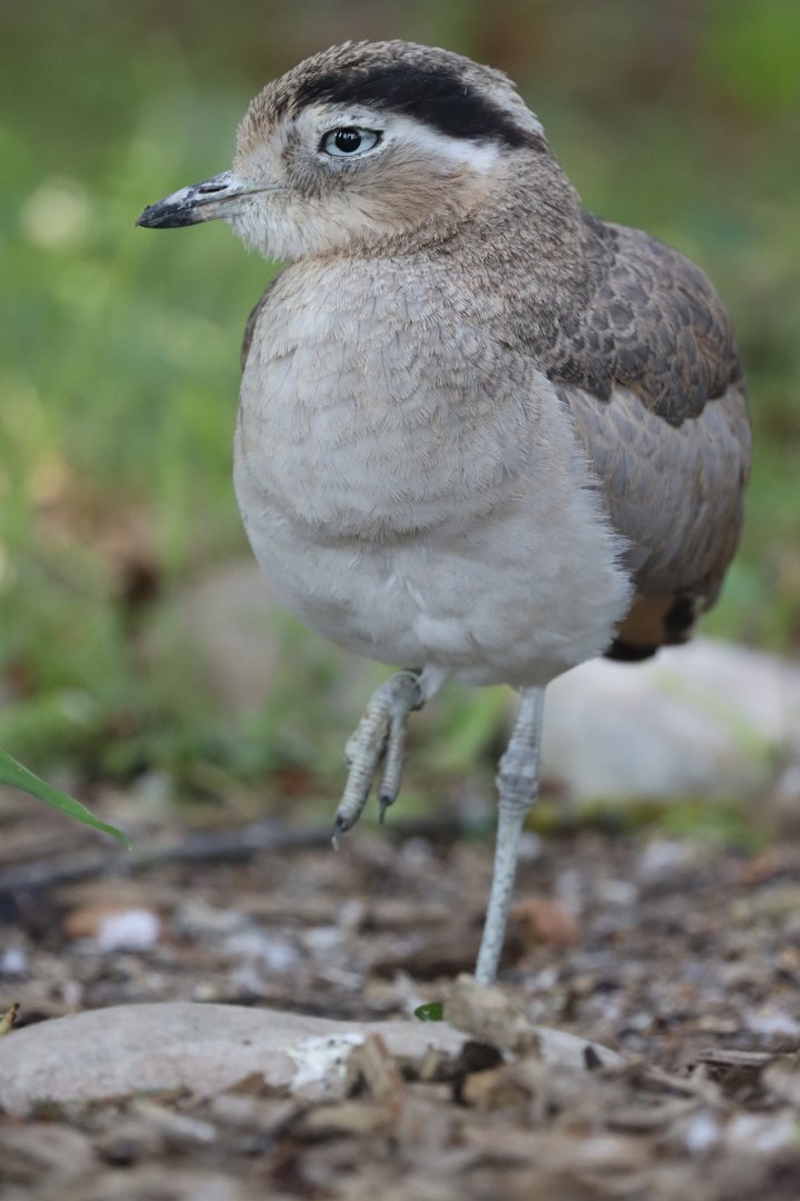 Peruvian thick-knee (Burhinus superciliaris)