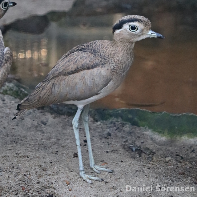 Peruvian thick-knee (Burhinus superciliaris)
