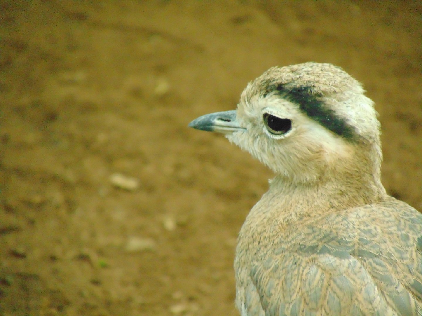 Peruvian Thick-knee (Burhinus superciliaris)