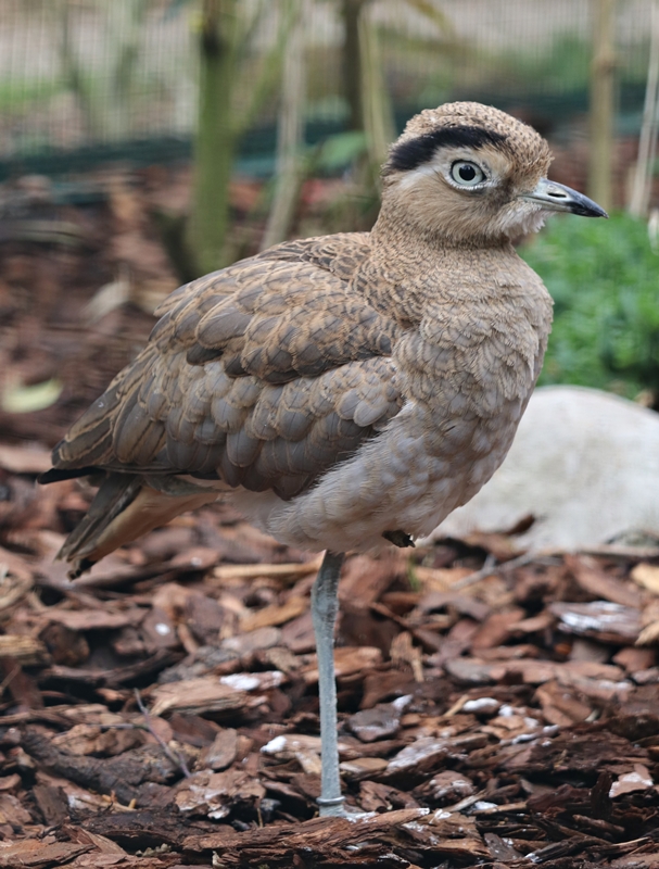 Peruvian thick-knee (Burhinus superciliaris)