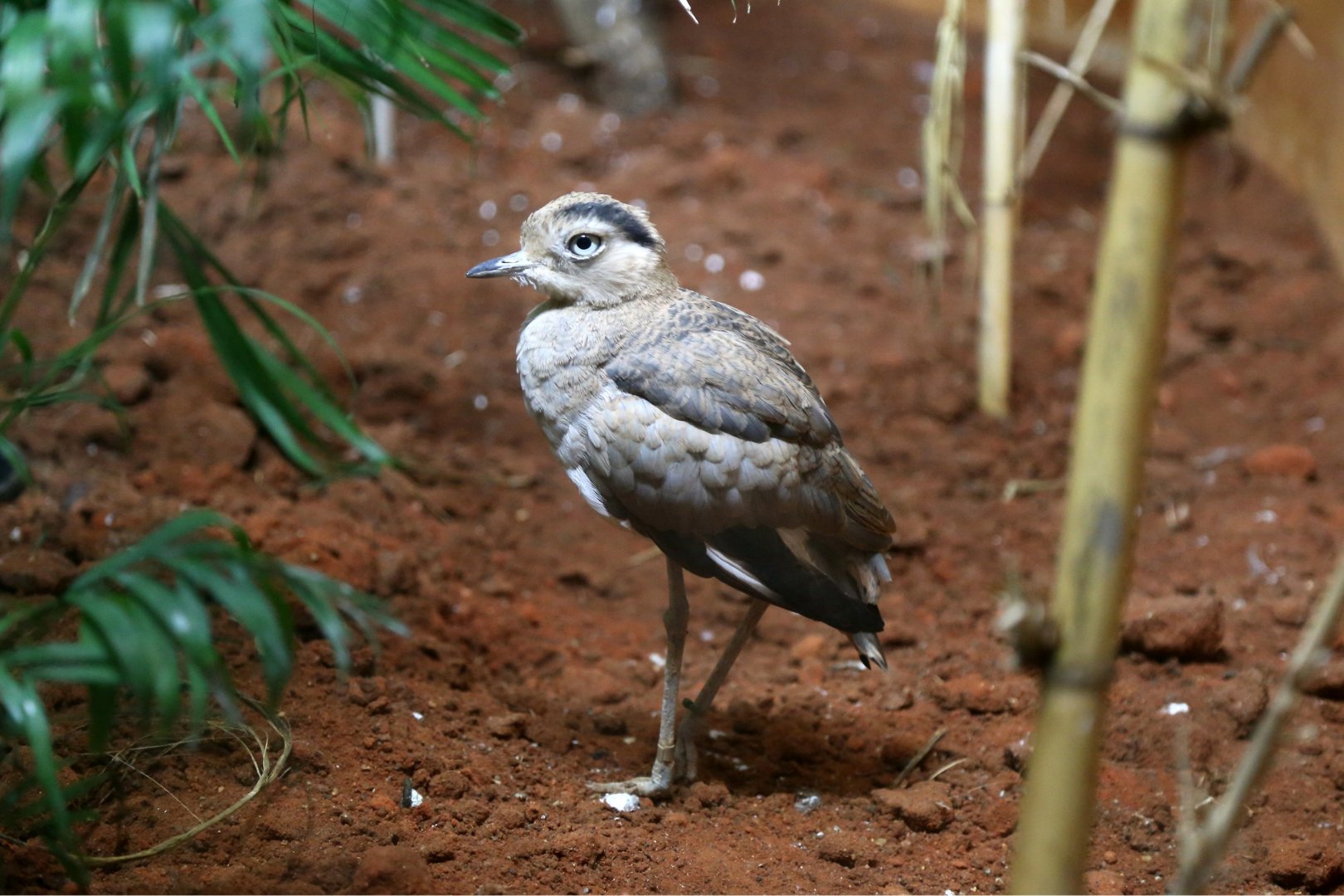Peruvian Thick-knee (Burhinus superciliaris)