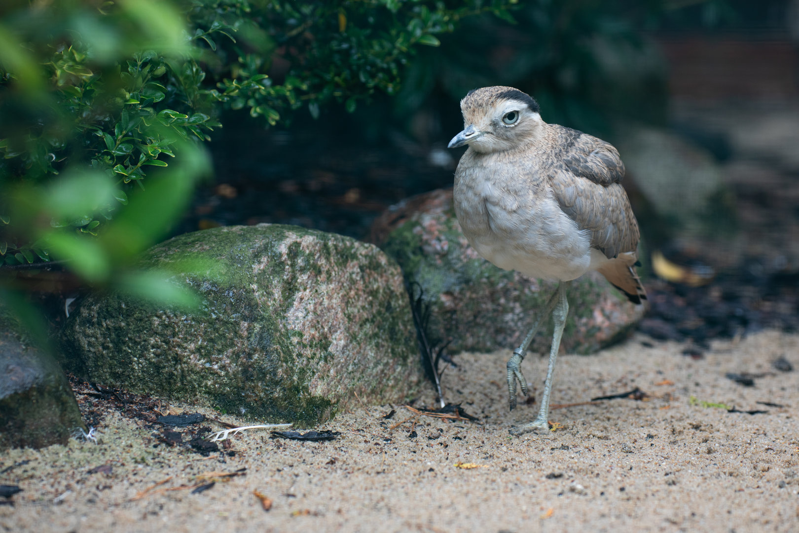 Peruvian thick-knee (Burhinus superciliaris)