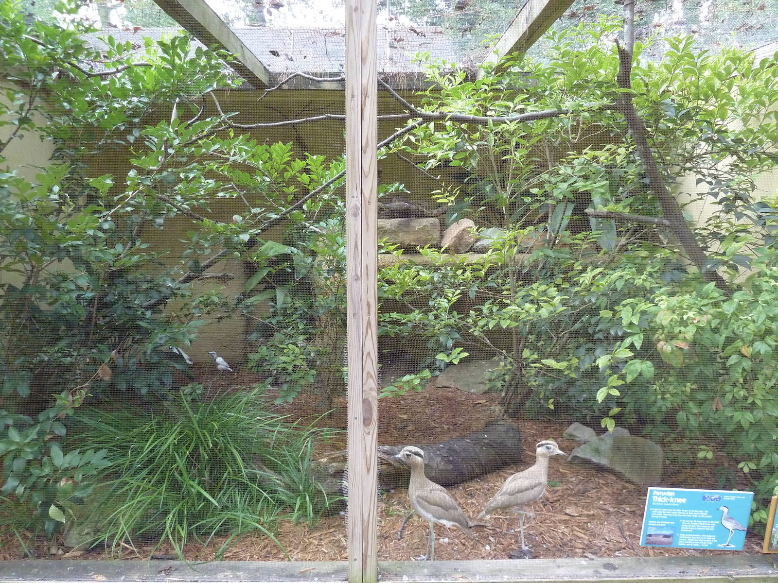 Peruvian Thick-Knee Exhibit
