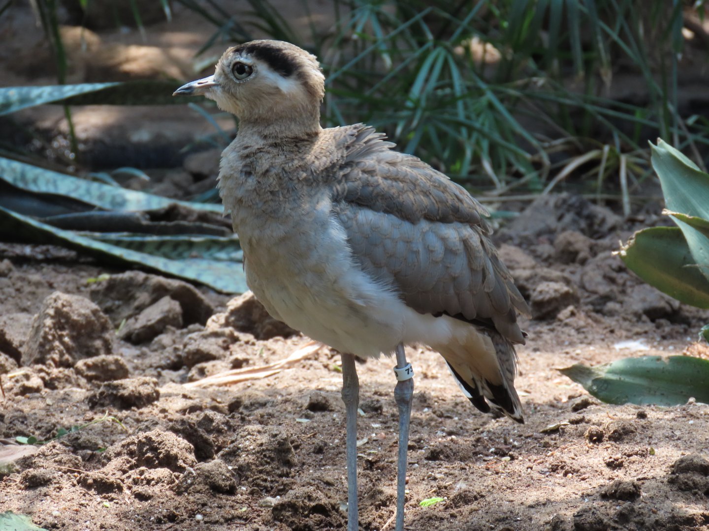 Peruvian Thick-knee (Hesperoburhinus superciliaris)
