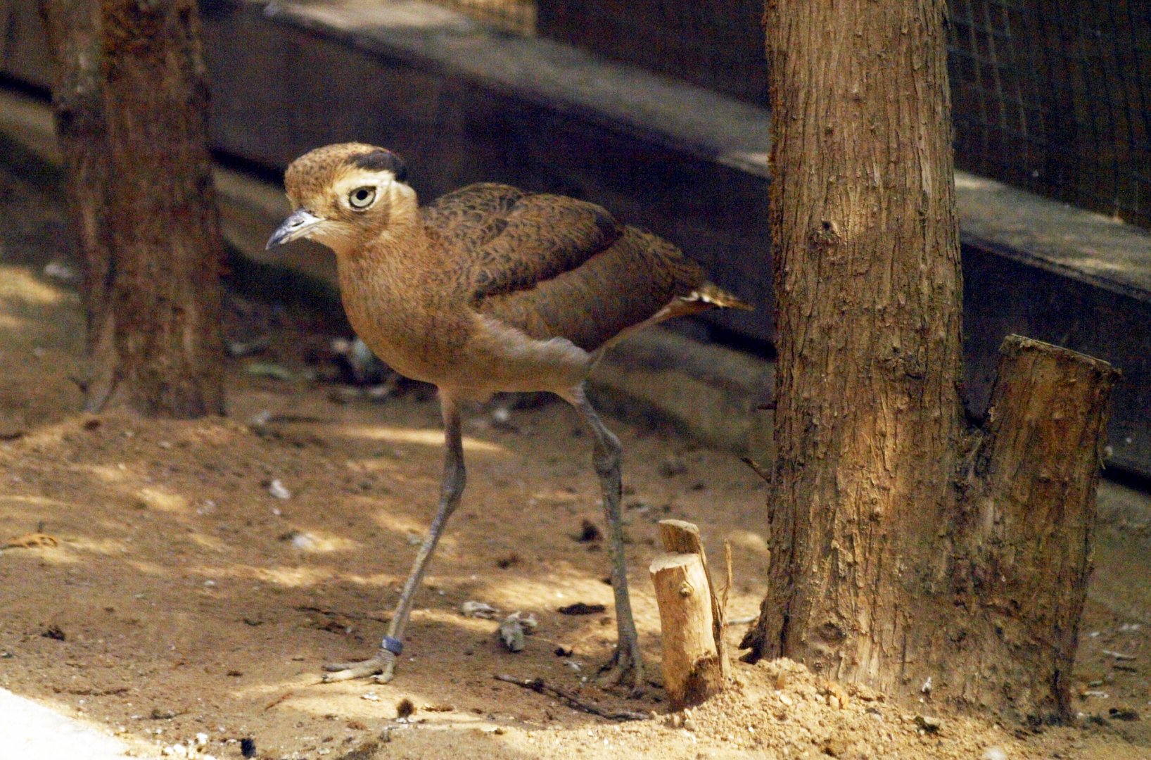 Peruvian thick-knee