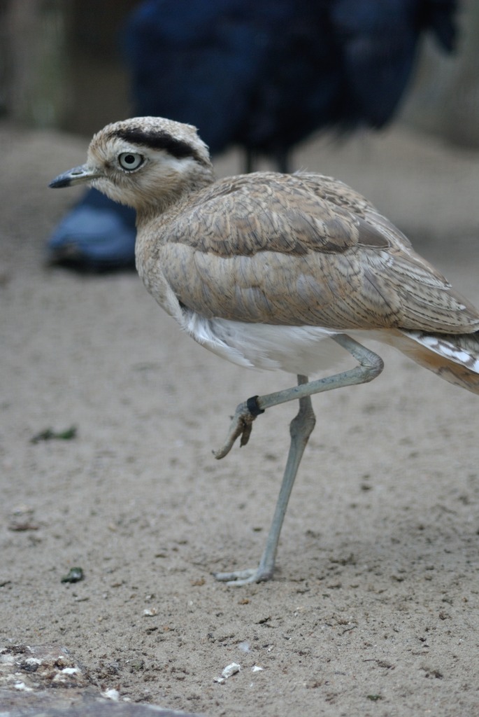 Peruvian thick-knee