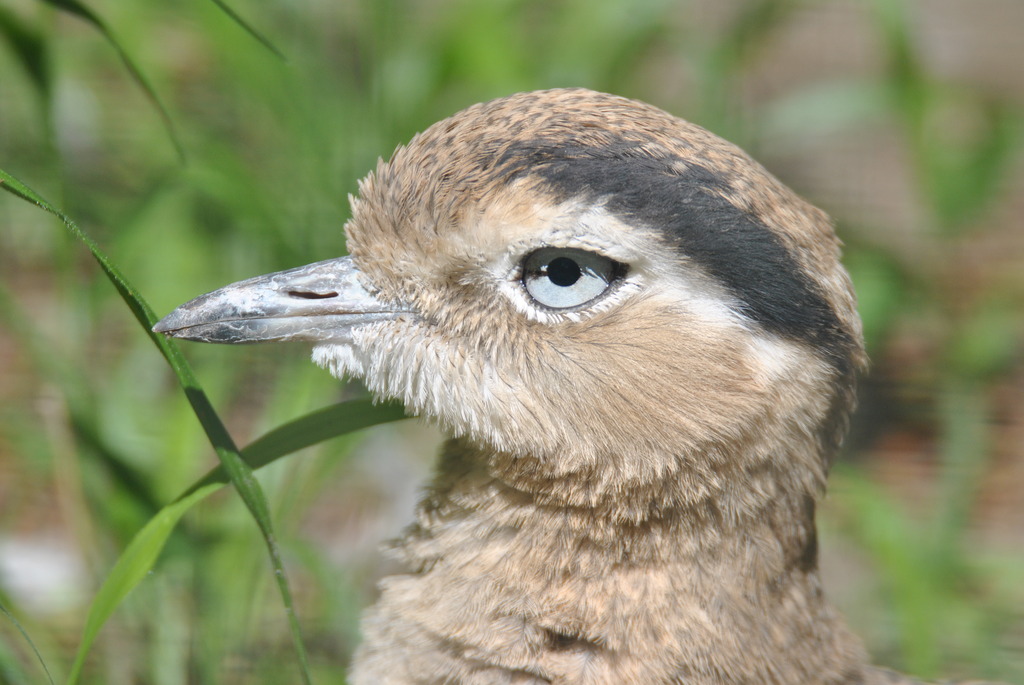 Peruvian thick-knee