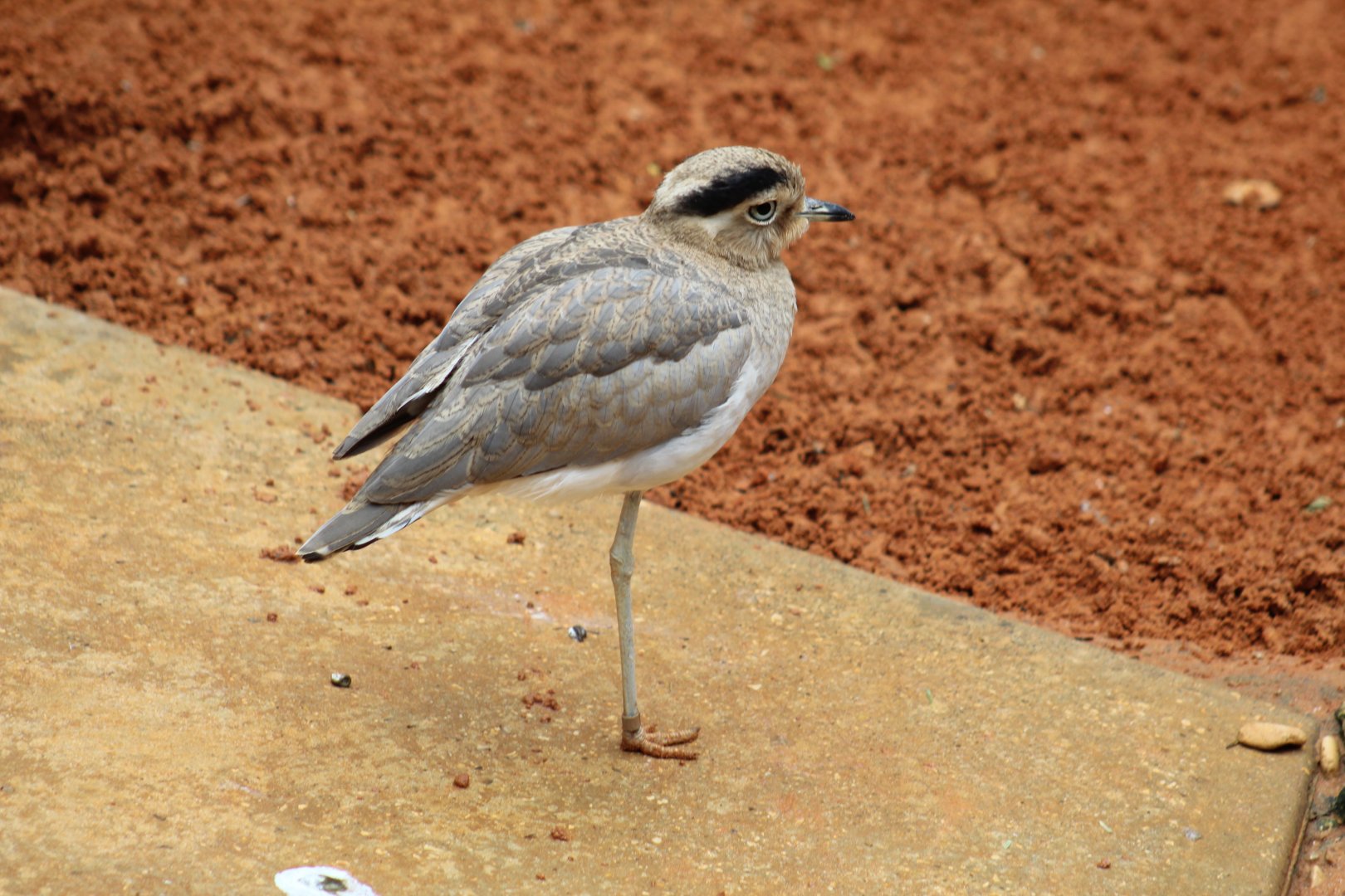 Peruvian Thick-Knee