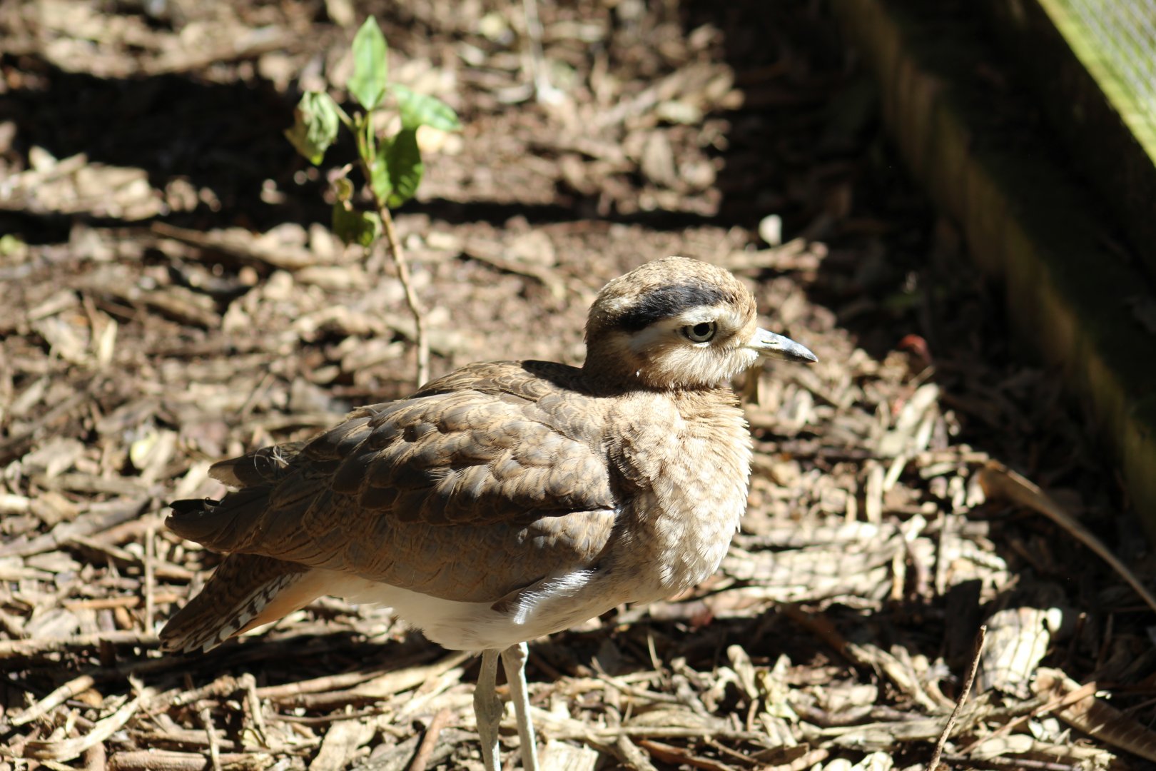 Peruvian Thick-Knee