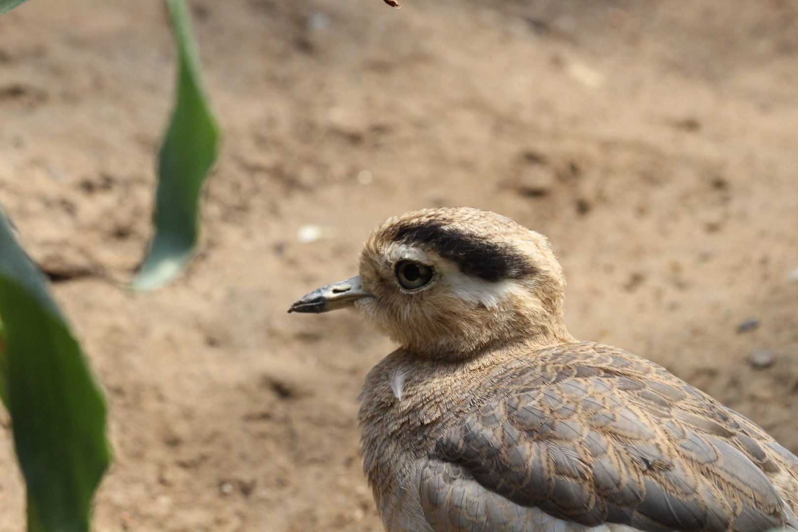 Peruvian Thick-knee