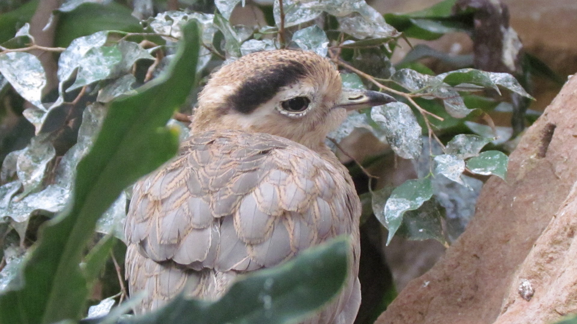 Peruvian Thick-knee