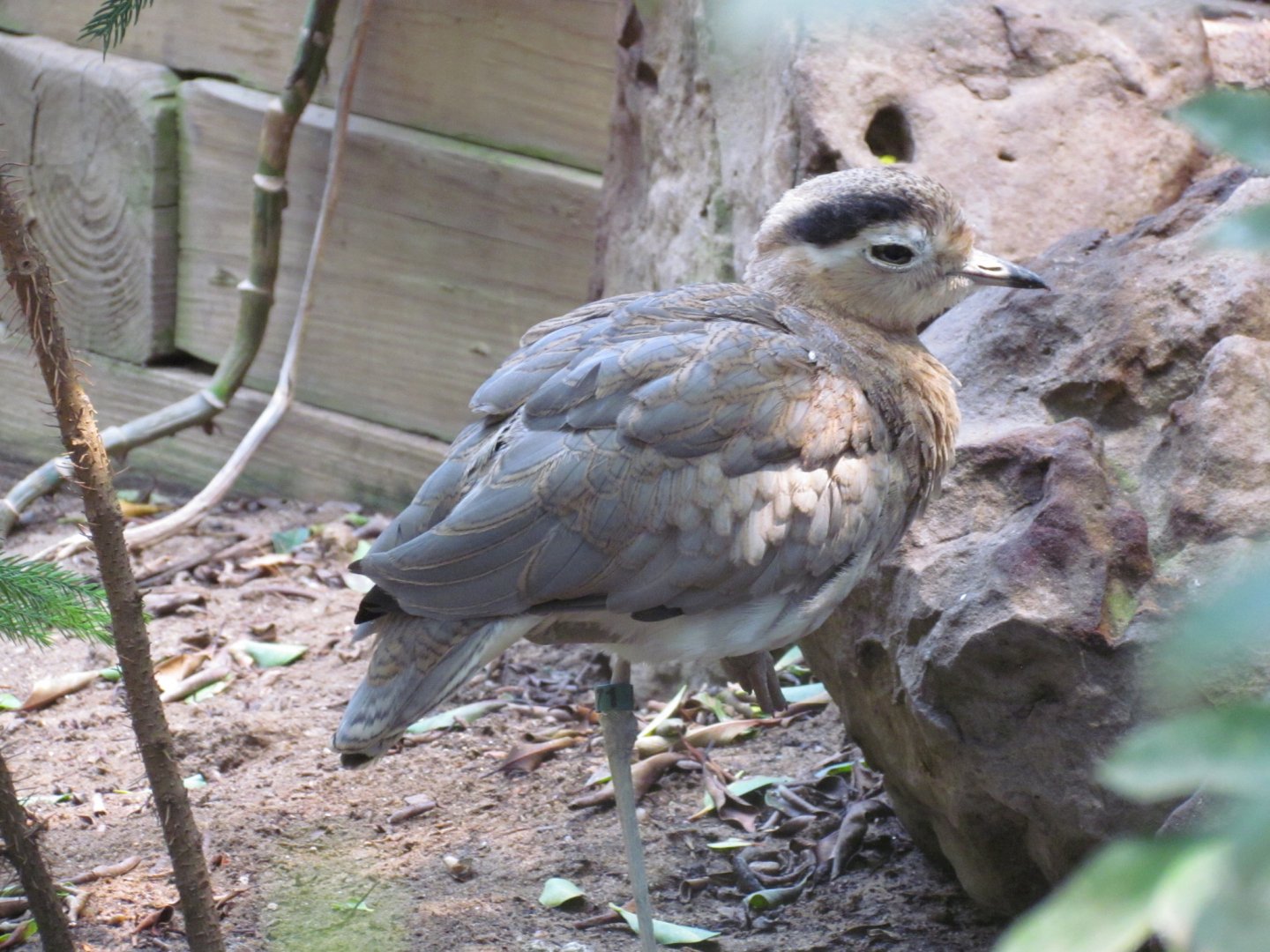 Peruvian Thick-knee