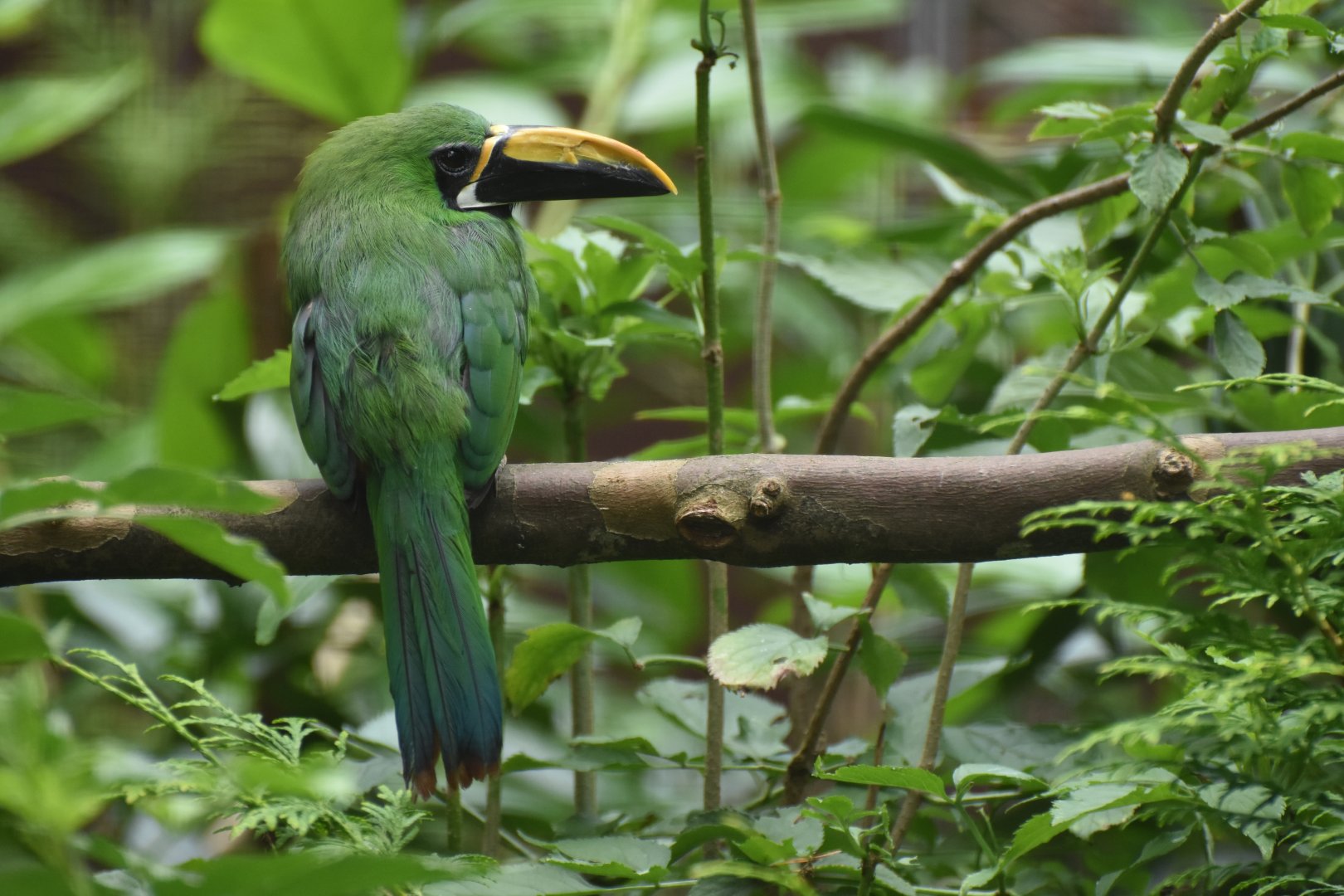 Peruvian Toucanet Aulacorhynchus atrogularis