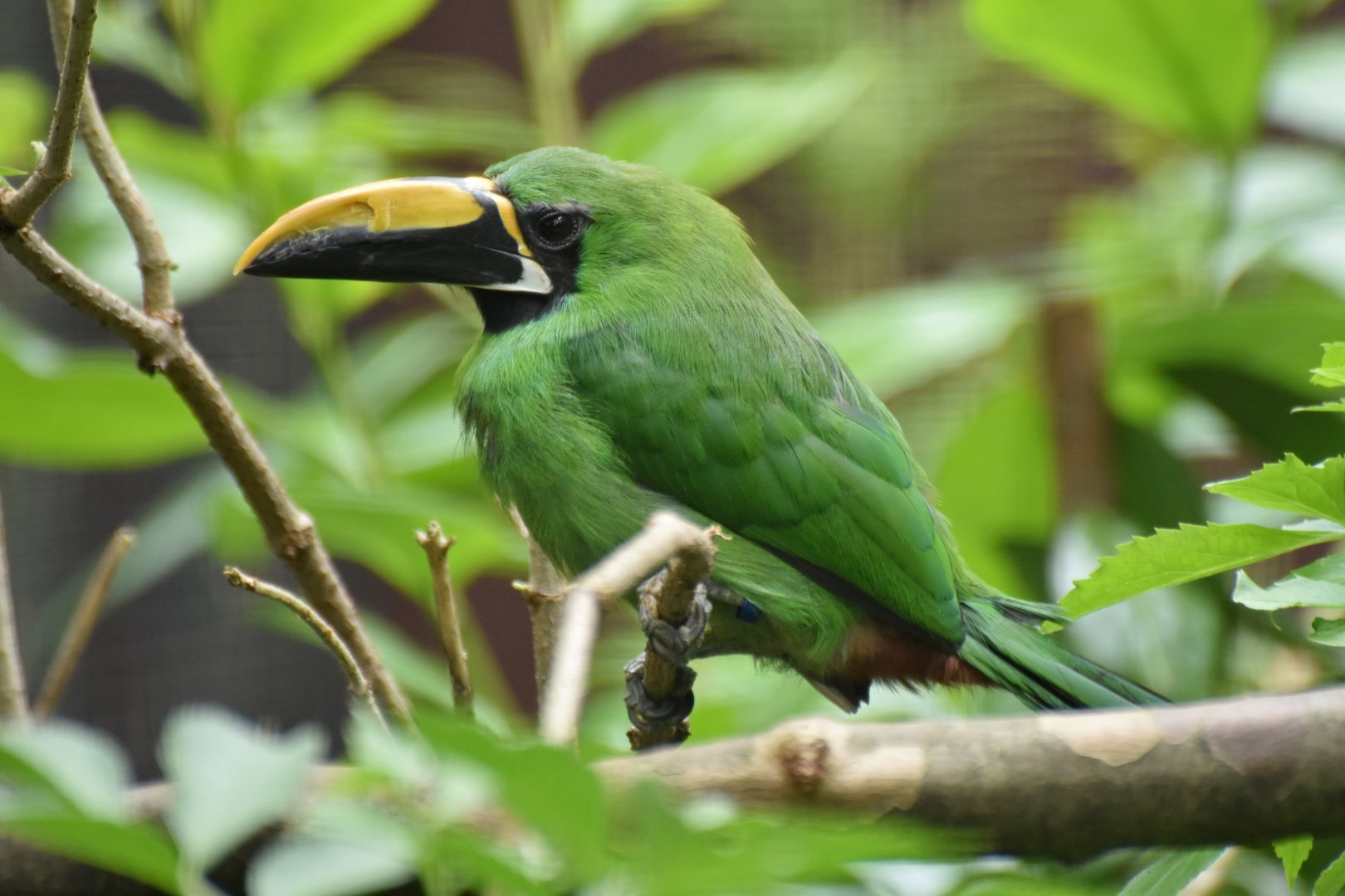 Peruvian Toucanet Aulacorhynchus atrogularis