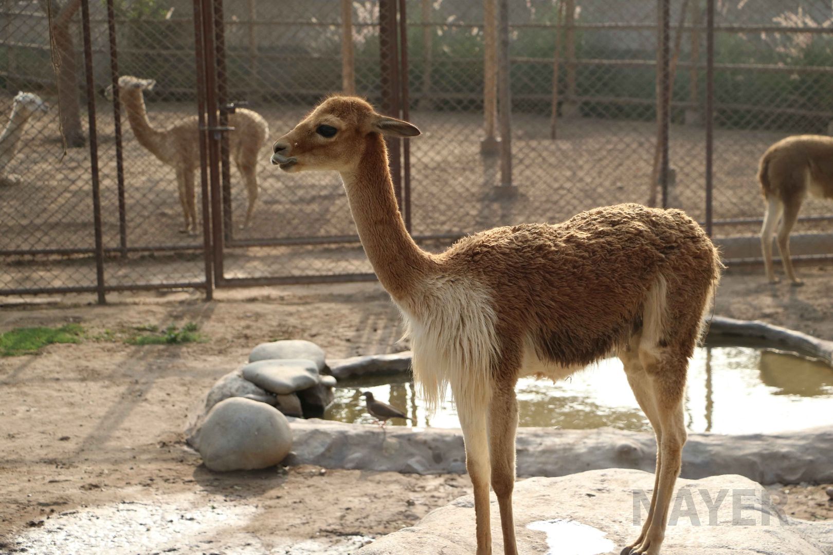 Peruvian vicuna, May 2016