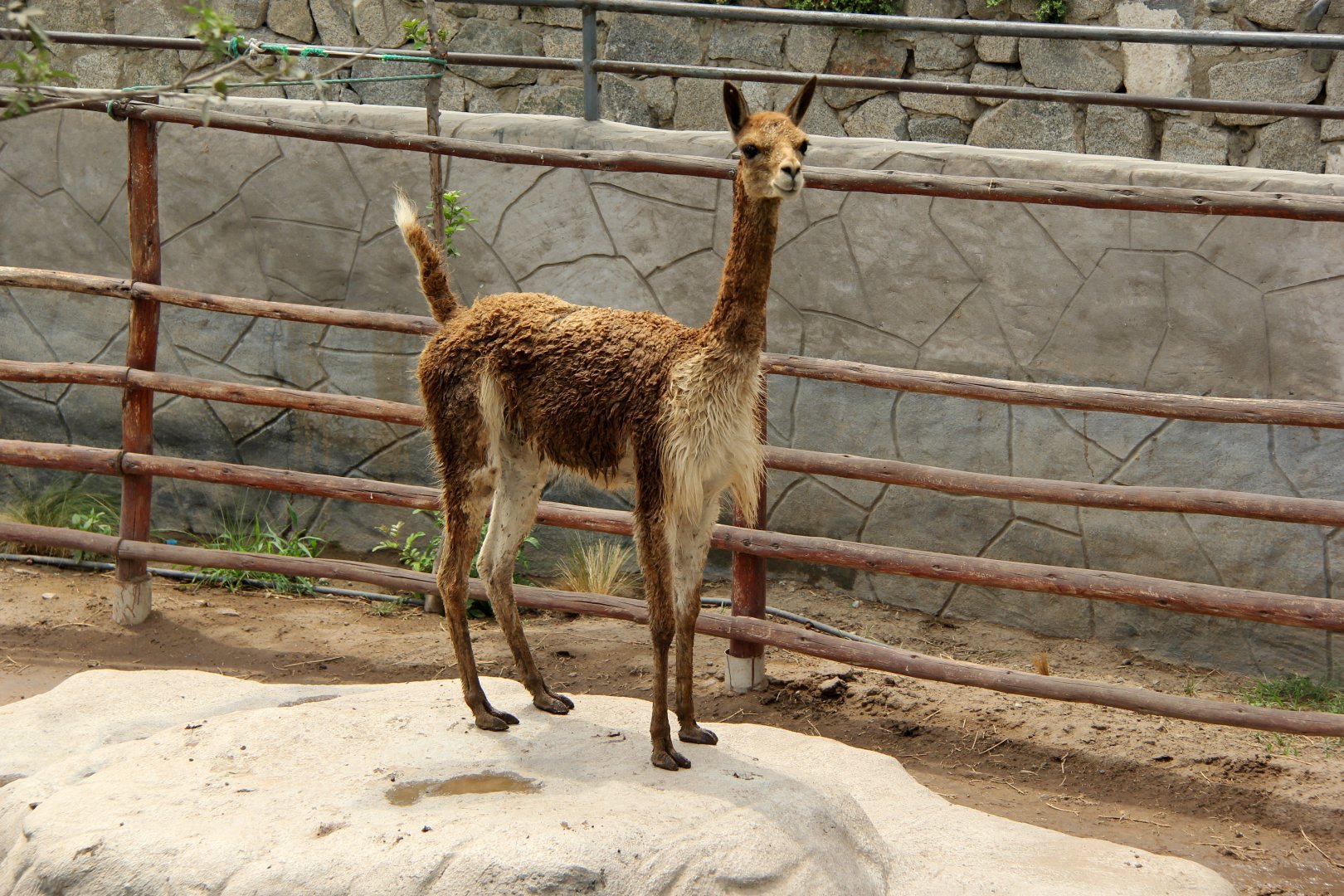 Peruvian vicuña (Vicugna vicugna mensalis) aka (Lama mensalis)