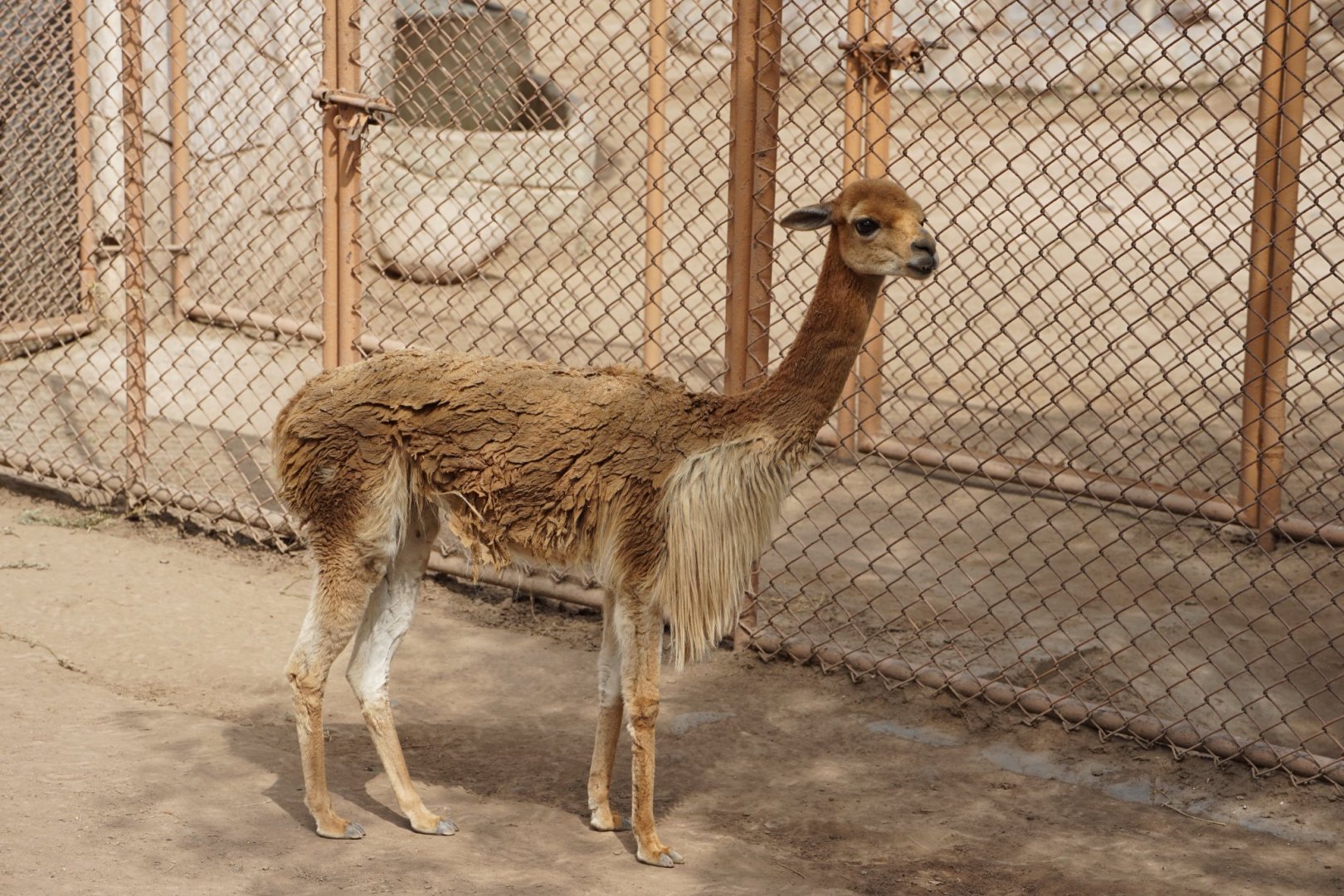 Peruvian Vicuna