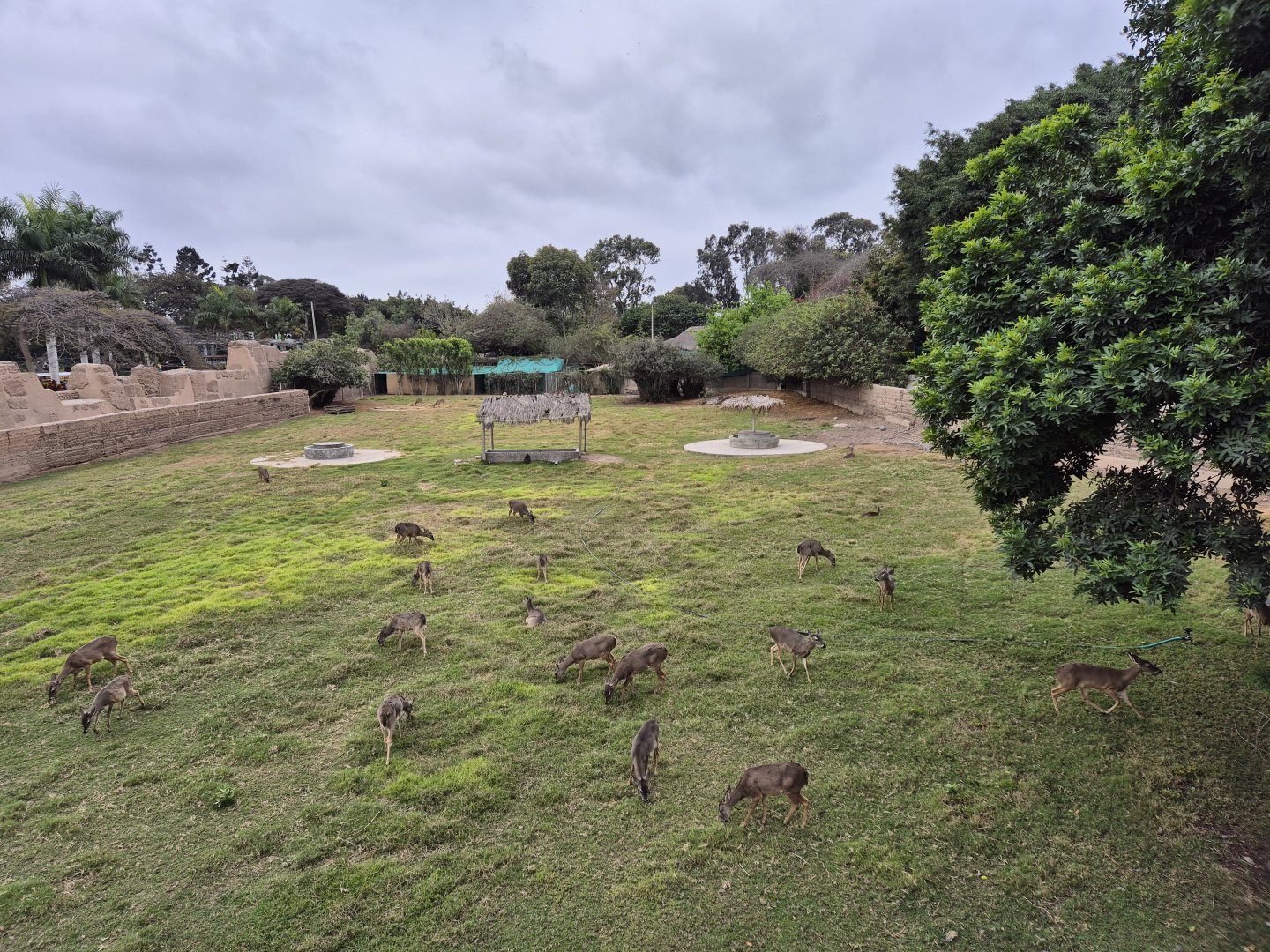 Peruvian White-tailed Deer exhibit