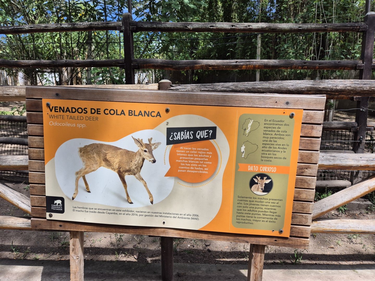 Peruvian White-tailed Deer sign