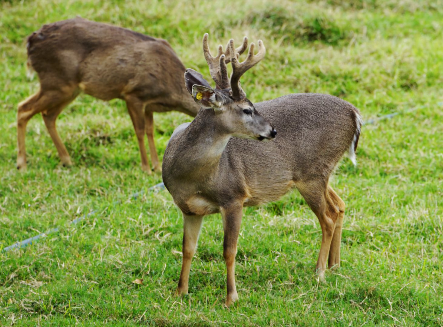 Peruvian White-tailed Deer