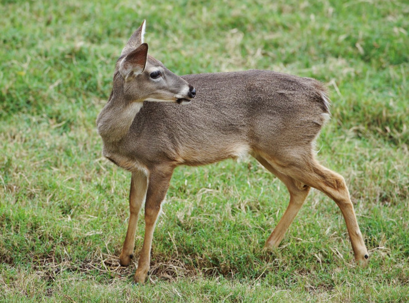 Peruvian White-tailed Deer