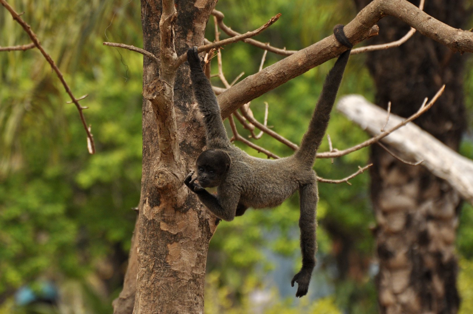Peruvian Woolly Monkey (Lagothrix cana)